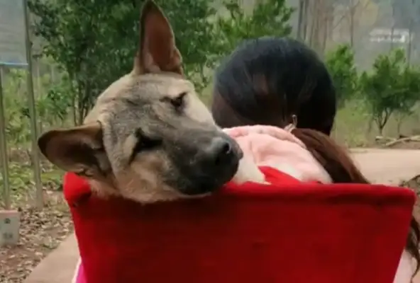 The dog was sick and thought he was gonna die