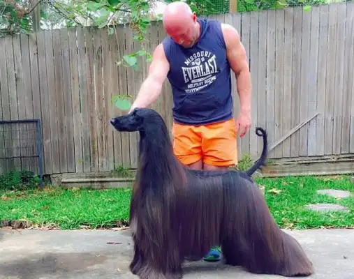 The most beautiful Afghan dog in the world? It's like Black Falls, Afghan hounds, Internet red