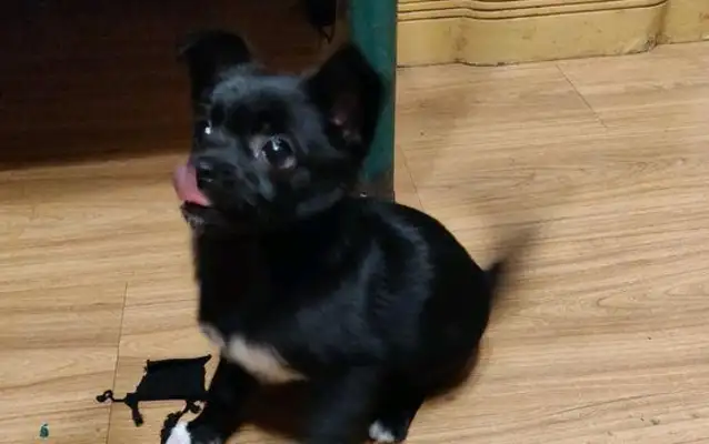 The dog came to my feet and learned that the dog had been abandoned