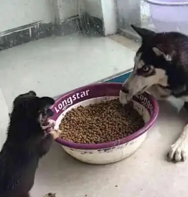 Two-hubs took the dog's food, and he was so mean to the little dog that he thought he was the king