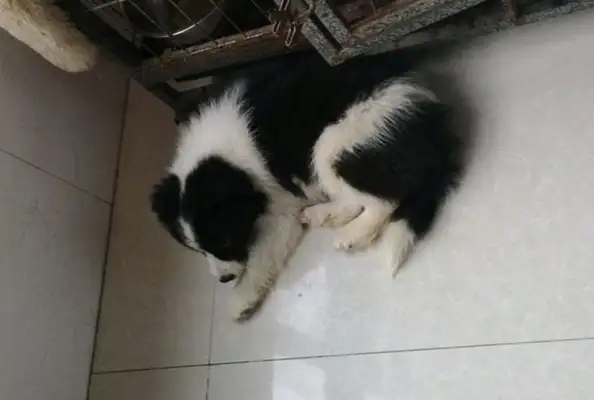 I found a stray dog in the cold, and I saw him trying to be nice