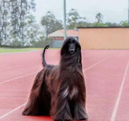 The most beautiful Afghan dog in the world? It's like Black Falls, Afghan hounds, Internet red