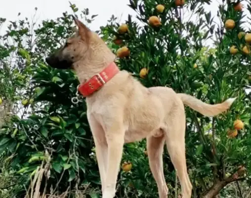 The dog was sick and thought he was gonna die