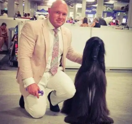 The most beautiful Afghan dog in the world? It's like Black Falls, Afghan hounds, Internet red