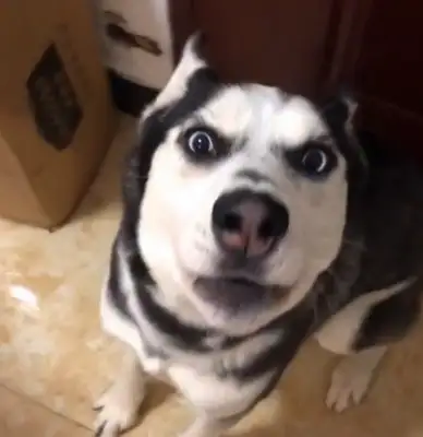 The kids in the neighborhood came to see the dog and ate all his snacks