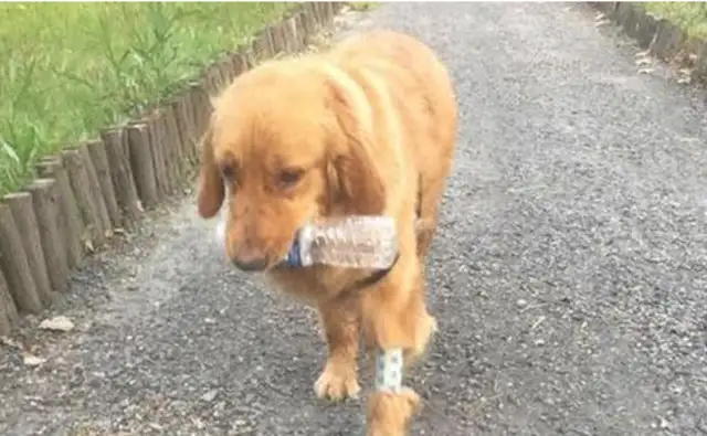 Blondie can't move in the living room until he's taken to the hospital clinic
