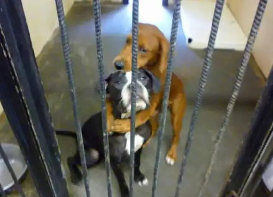 When the stray dog died, it changed his fate..