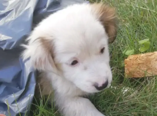The little stray dog was dumped on the grass, saw the little one, the girl had a heart attack
