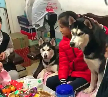 The kids in the neighborhood came to see the dog and ate all his snacks