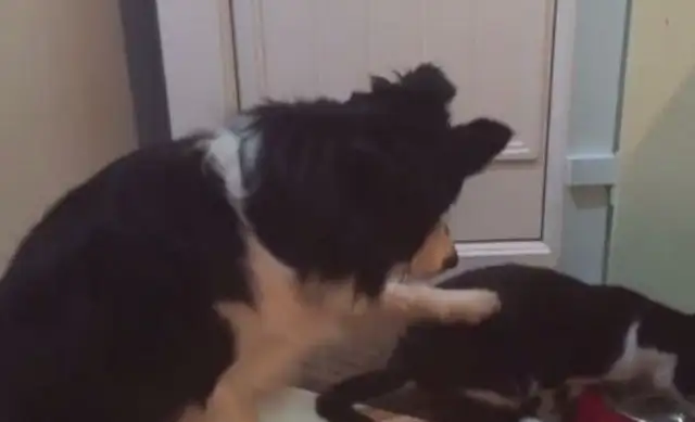 Cats eat the wrong bowl and don't let the dog get stuck. It's mine