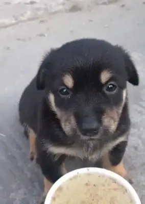 The dog was bitten, the pup was bitten, and the reason behind it was sour