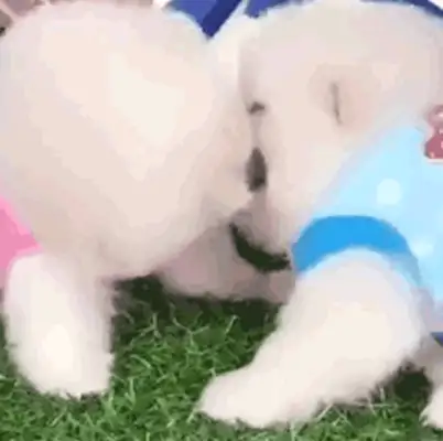 A close kiss between the dogs, and it's still so fresh