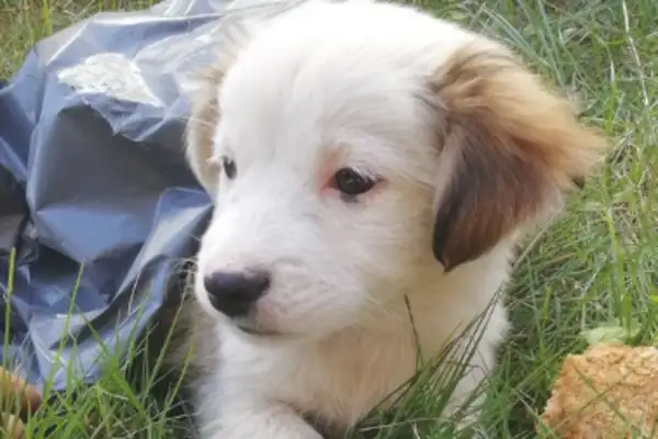 The little stray dog was dumped on the grass, saw the little one, the girl had a heart attack