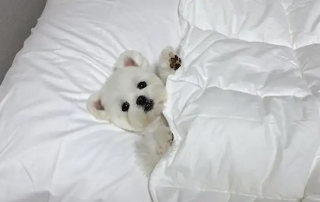 The dog wakes up in his sleep and looks at his master: What time is it? Breakfast