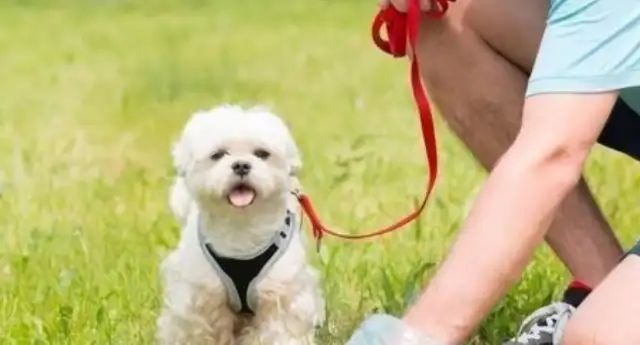 Shen Yang's pet dog is easy in the elevator. It's a comforting practice