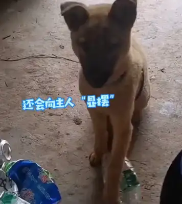 Chongqing picked up a stray dog and came home