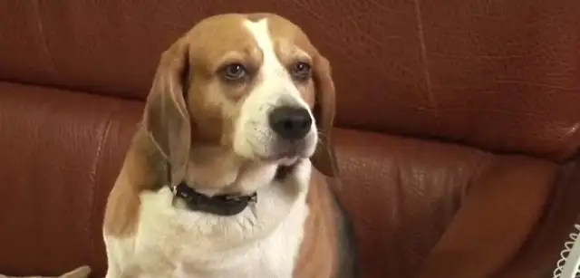 The Beagle touched the cat and was beaten up eight times a day by her mother