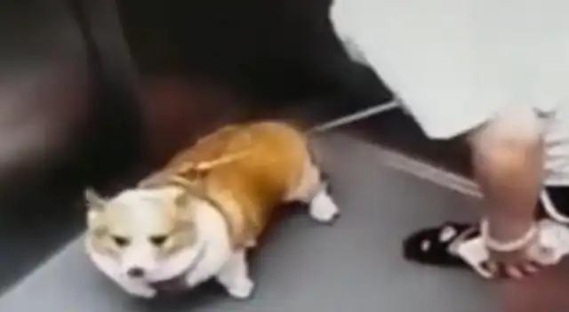 Shen Yang's pet dog is easy in the elevator. It's a comforting practice