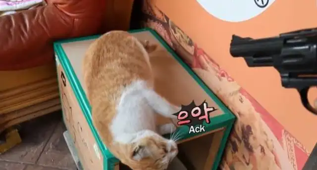 Cats trained as dogs to play dead on instructions