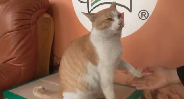 Cats trained as dogs to play dead on instructions