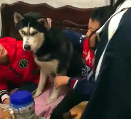 The kids in the neighborhood came to see the dog and ate all his snacks