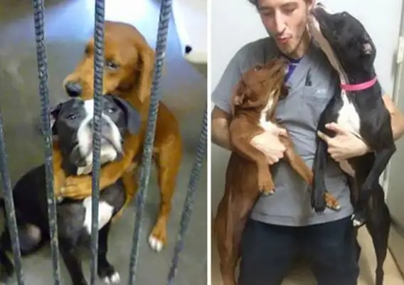 When the stray dog died, it changed his fate..