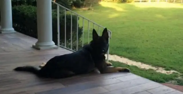 The dog's love business is shocking. He's been waiting for his master for a long time