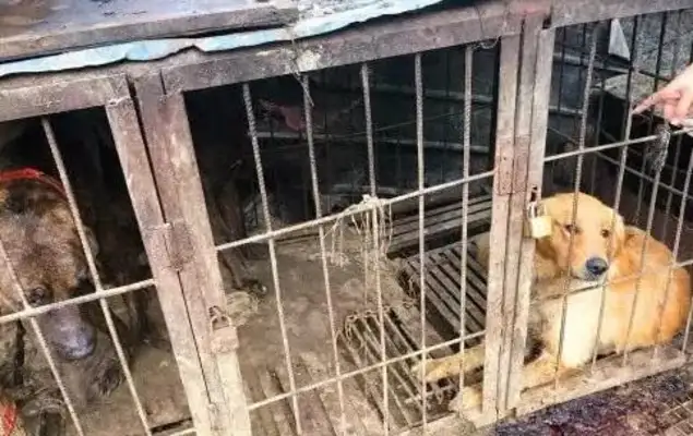 Why don't you run away? It's "inner" that makes people cry for cruelty