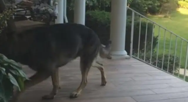 The dog's love business is shocking. He's been waiting for his master for a long time