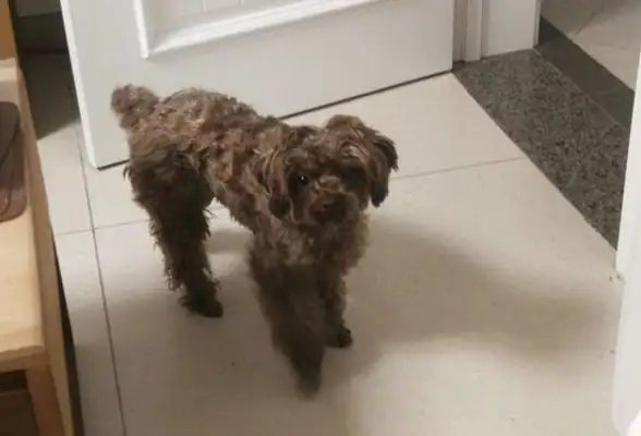 The stray dog was left on the street, the little one was chased and kicked away