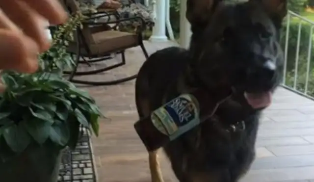 The dog's love business is shocking. He's been waiting for his master for a long time