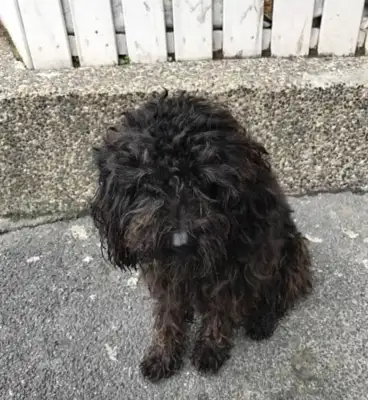 The dog that was picked up didn't see any kind of hair in his body