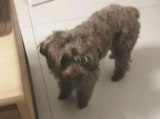 The stray dog was left on the street, the little one was chased and kicked away