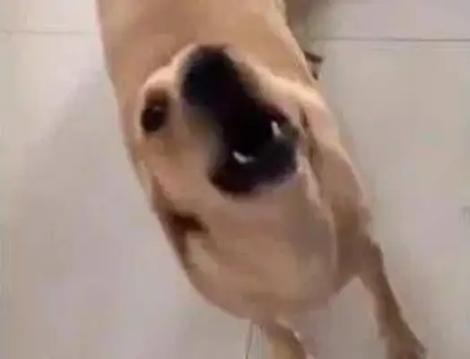 The master says he sells you to eat tea, and the dog listens to it, and he's angry with the lady