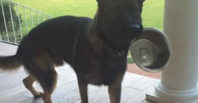 The dog's love business is shocking. He's been waiting for his master for a long time