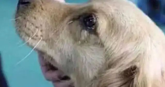 The golden hair saved from the dog dealer, and after bringing it home, its eyes shed tears