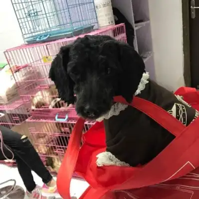 The dog that was picked up didn't see any kind of hair in his body