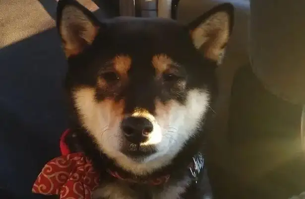 Just went to the hospital, and this dog hit him and he's ten