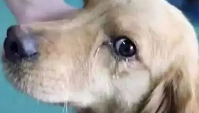 The golden hair saved from the dog dealer, and after bringing it home, its eyes shed tears