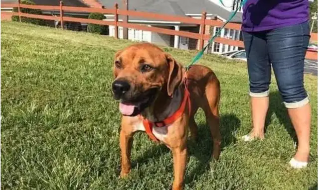 A run-down dog