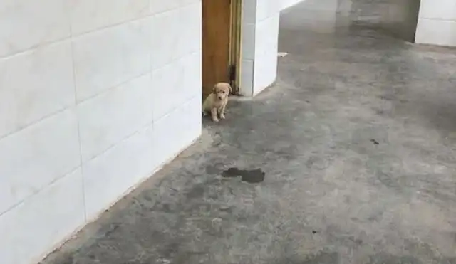 The pup sits in class, listens and goes to bed