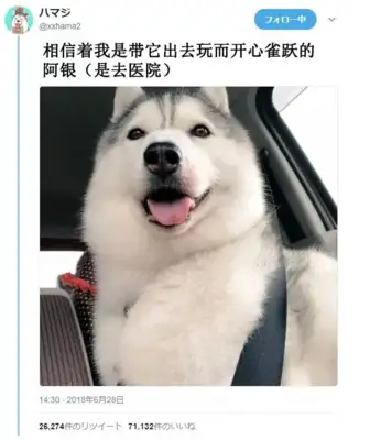 Just went to the hospital, and this dog hit him and he's ten