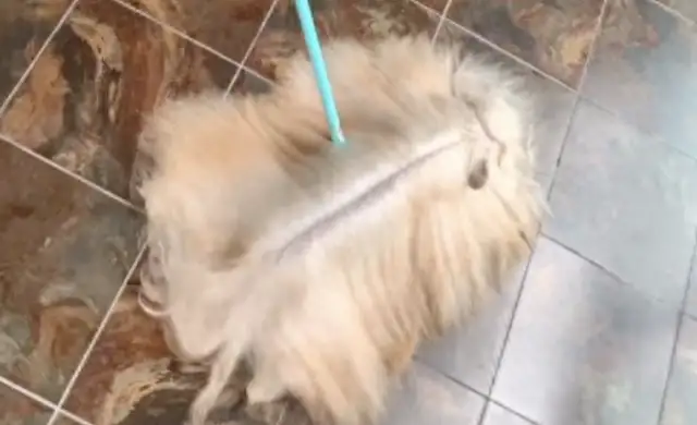 A long-haired dog. I thought I was up. The mop would shake his tail