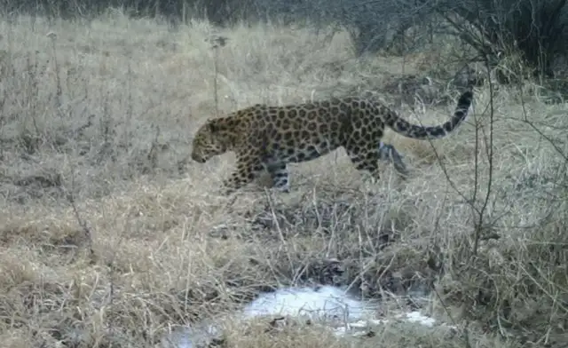 Shanxi found three rich leopards, strong, and rich