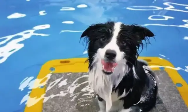 The dog's summer heat is dangerous. It's practical to judge if it's heat