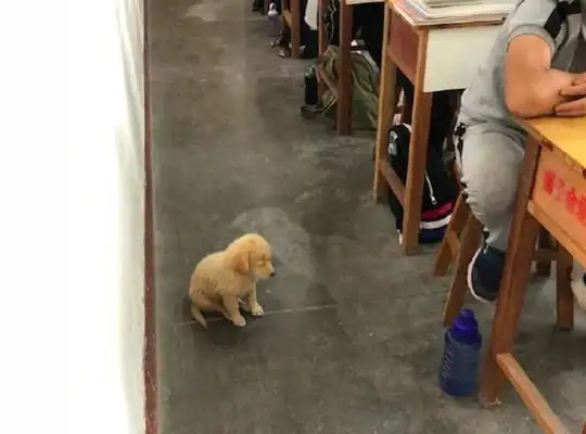 The pup sits in class, listens and goes to bed