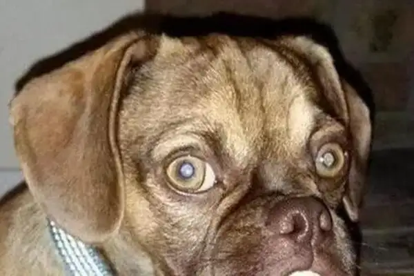 Do dogs have phobia