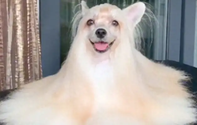 A long-haired dog. I thought I was up. The mop would shake his tail