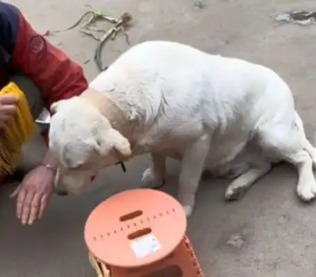 The girl found her daughter sitting in a weird position, looking at the dog's post-speech: her ability to learn is strong