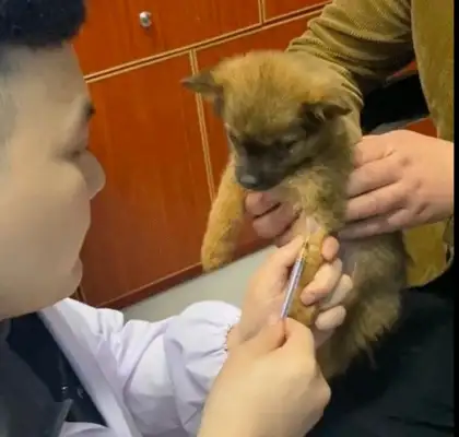The dog and the dead mother were thrown into the trash, rescued and examined for a small miracle